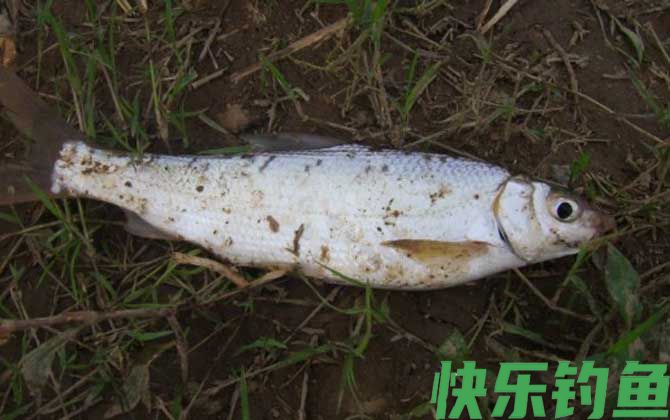 钓黄尾鱼是钓浮还是钓底？(图4)