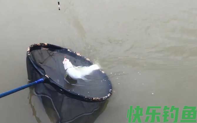 钓黄尾鱼是钓浮还是钓底？(图2)