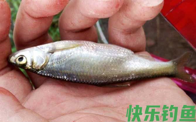 钓白条鱼如何打窝聚鱼？(图1)