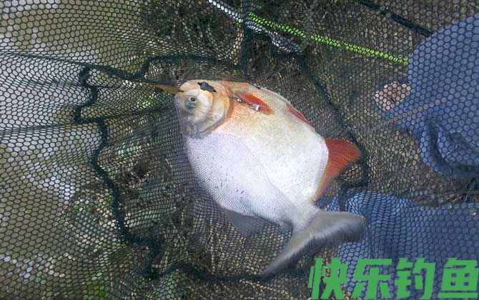 淡水白鲳怎么钓上鱼快？(图1)