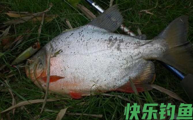 淡水白鲳怎么钓上鱼快？(图5)