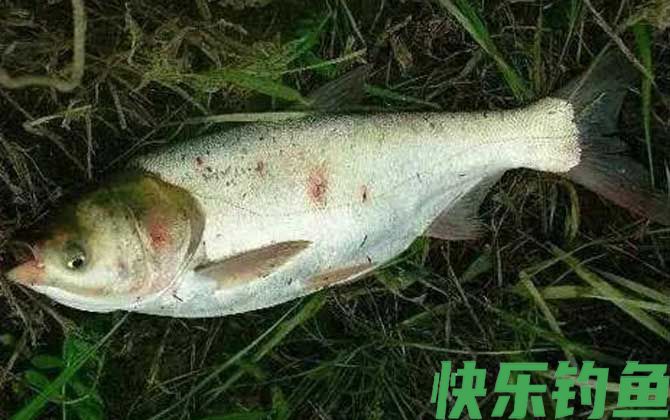 钓鱼漂相口诀及提竿时机(图7) 钓鱼漂相口诀及提竿时机(图7)
