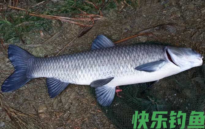 钓鱼漂相口诀及提竿时机(图6) 钓鱼漂相口诀及提竿时机(图6)
