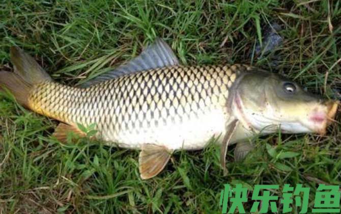 钓鱼漂相口诀及提竿时机(图2) 钓鱼漂相口诀及提竿时机(图2)