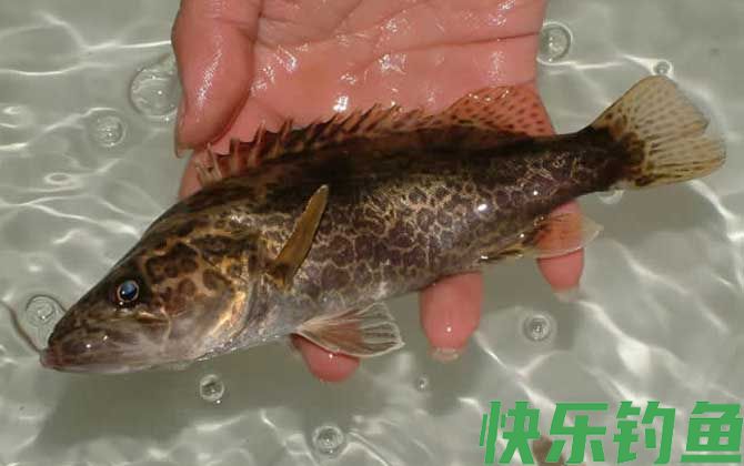 夏天为什么钓不到鳜鱼？(图2)