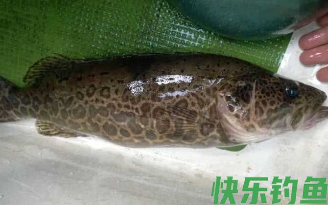 夏天为什么钓不到鳜鱼？(图4)