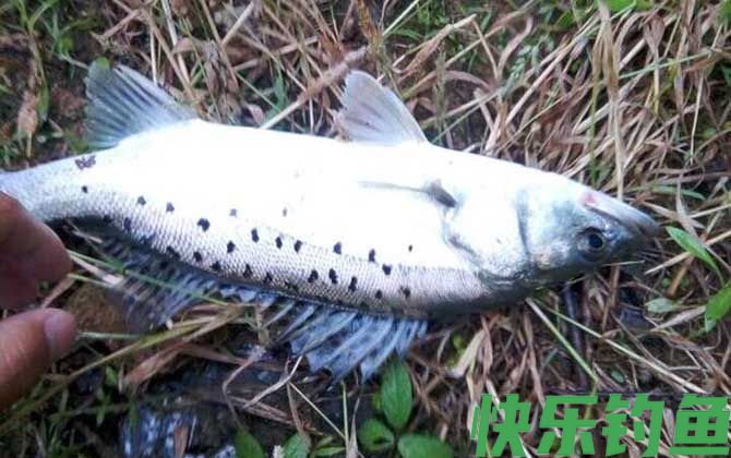钓鲈鱼是浮钓还是沉底？(图2)