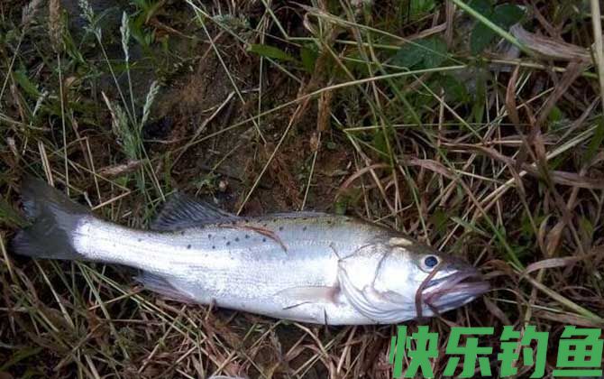 钓鲈鱼是浮钓还是沉底？(图3)
