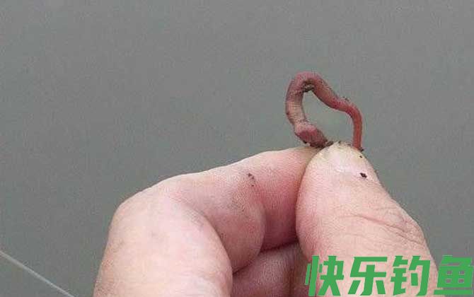 秋季蚯蚓钓鲫鱼技巧及注意事项(图6) 秋季蚯蚓钓鲫鱼技巧及注意事项(图6)