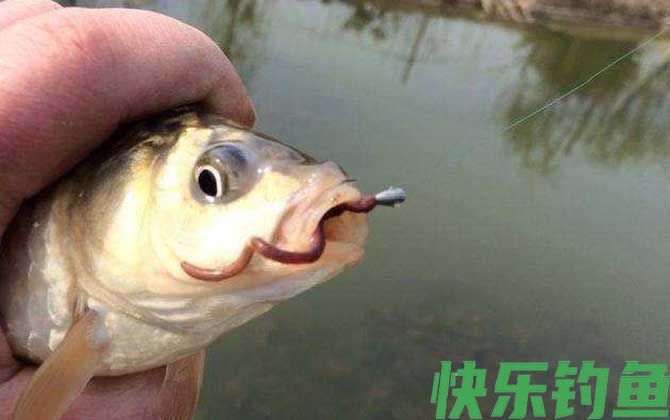 秋季蚯蚓钓鲫鱼技巧及注意事项(图7) 秋季蚯蚓钓鲫鱼技巧及注意事项(图7)