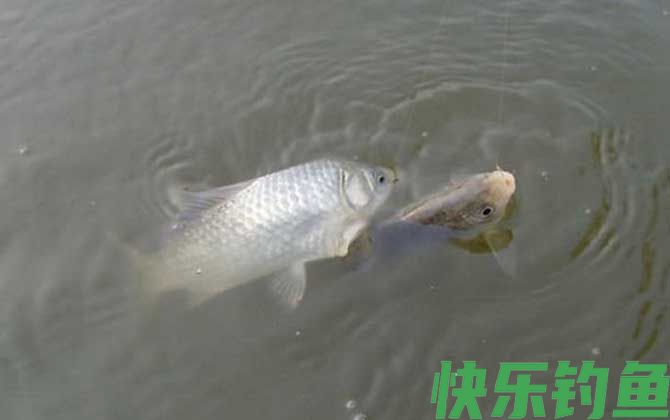 钓鲫鱼深水好还是浅水好？(图2)
