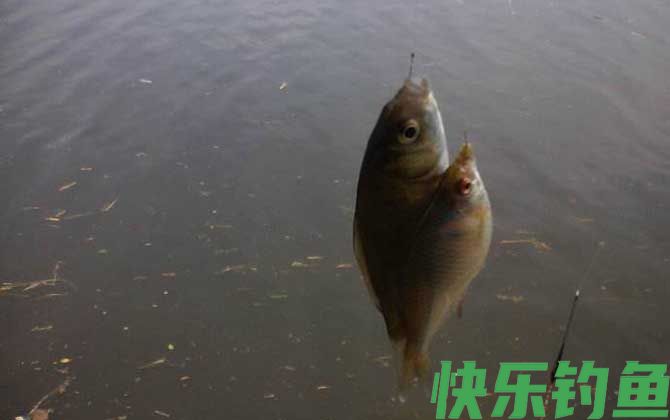 钓鲫鱼深水好还是浅水好？(图3)