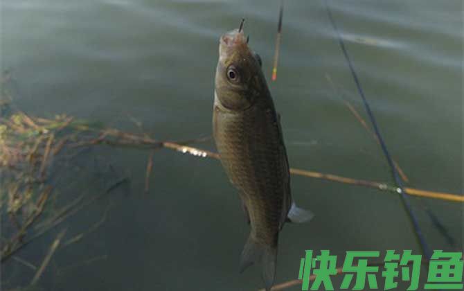 钓鲫鱼深水好还是浅水好？(图4)
