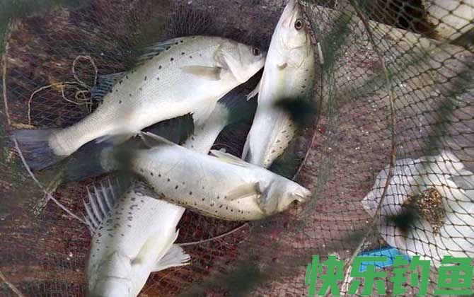 路亚鲈鱼的方法和技巧(图3)