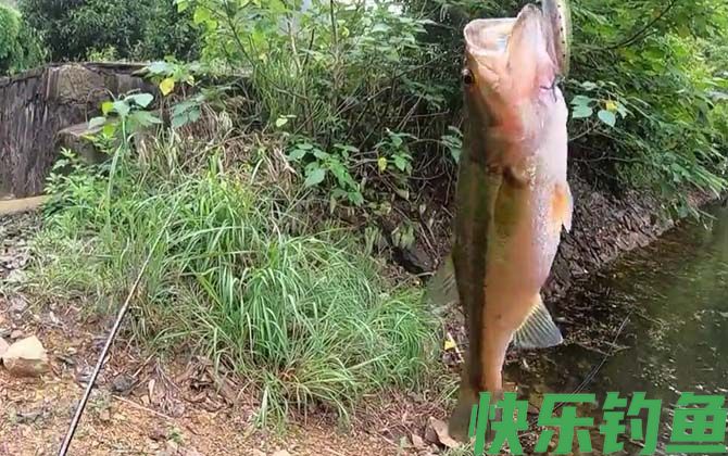 路亚鲈鱼的方法和技巧(图5)