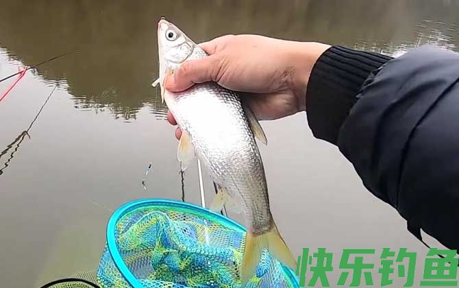 钓鲴鱼怎么调漂最实用？(图1)