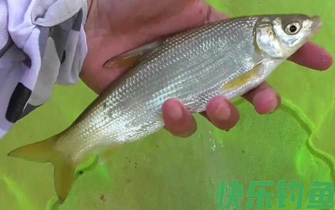 钓鲴鱼怎么调漂最实用？(图2)