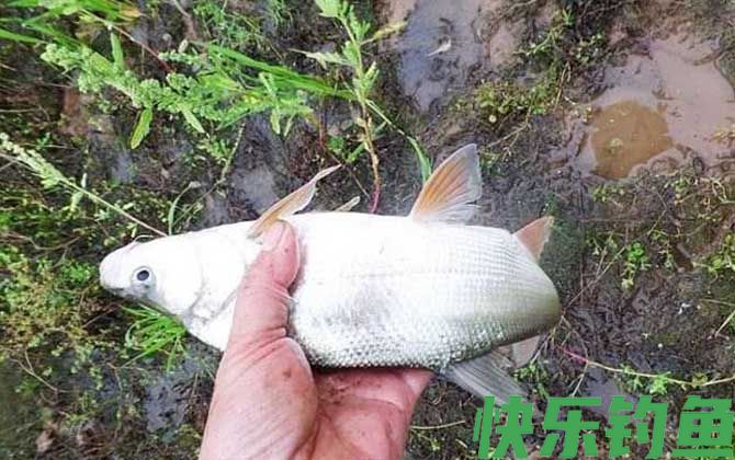 黄尾鱼怎么钓上鱼快？(图5)