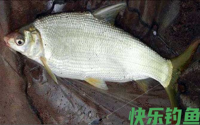 黄尾鱼怎么钓上鱼快？(图3)