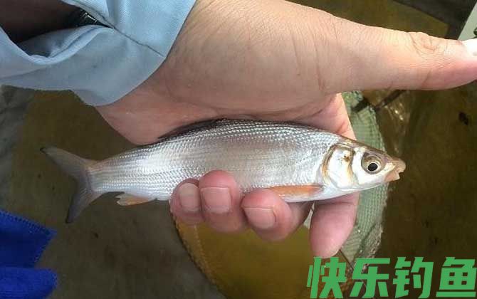 黄尾鱼怎么钓上鱼快？(图2)