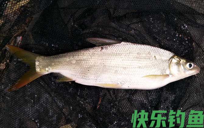 黄尾鱼怎么钓上鱼快？(图4)