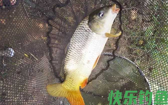 什么时候最容易钓大鱼？(图4)