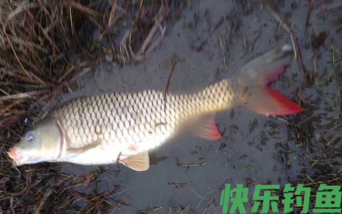 长竿短线钓的优势及技巧(图2)