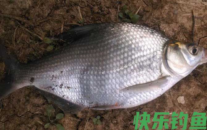 鳊鱼怎么钓容易上钩？(图2)