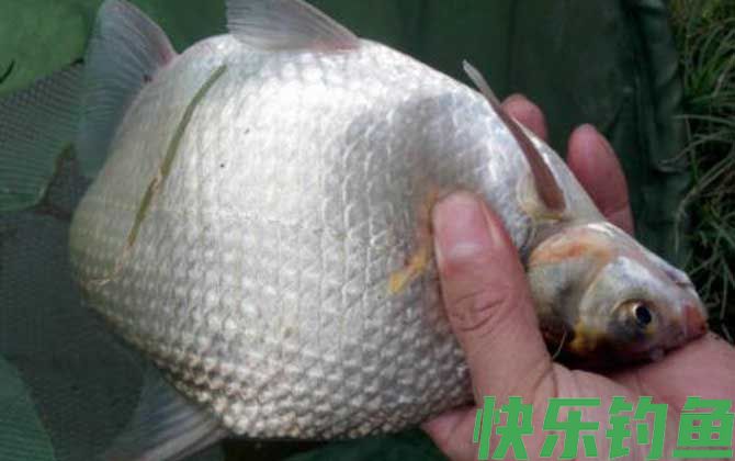 鳊鱼怎么钓容易上钩？(图4)
