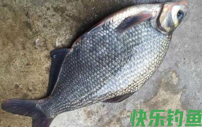鳊鱼怎么钓容易上钩？(图5)