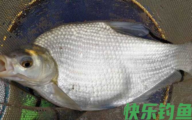 鳊鱼怎么钓容易上钩？(图7)