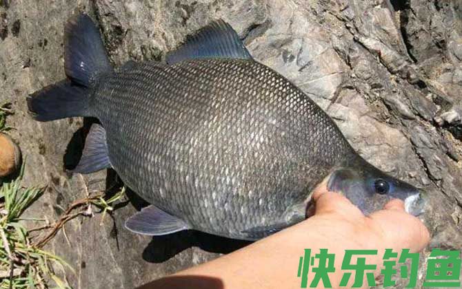 鳊鱼怎么钓容易上钩？(图6)