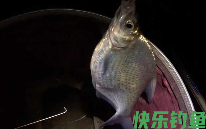玉米钓鳊鱼的方法和技巧(图4)