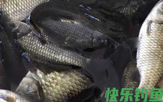 黑坑钓鲫鱼调漂的正确方法(图2)