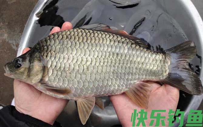 黑坑钓鲫鱼调漂的正确方法(图3)
