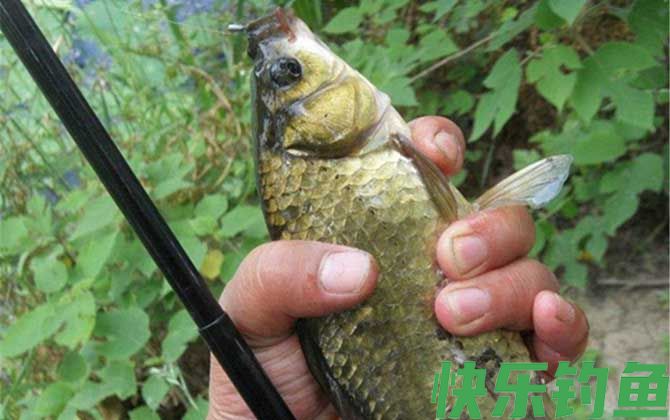 夏天怎么钓鱼容易上钩？(图5)
