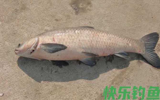 青鱼水深好钓还是水浅好钓？(图3)