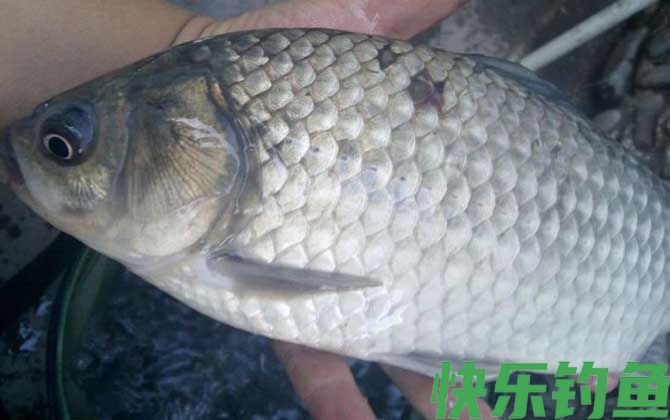 怎么钓鲫鱼上鱼最快？(图6)