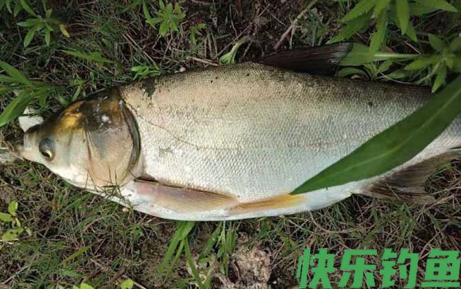 鲢鳙什么季节最好钓？(图4)