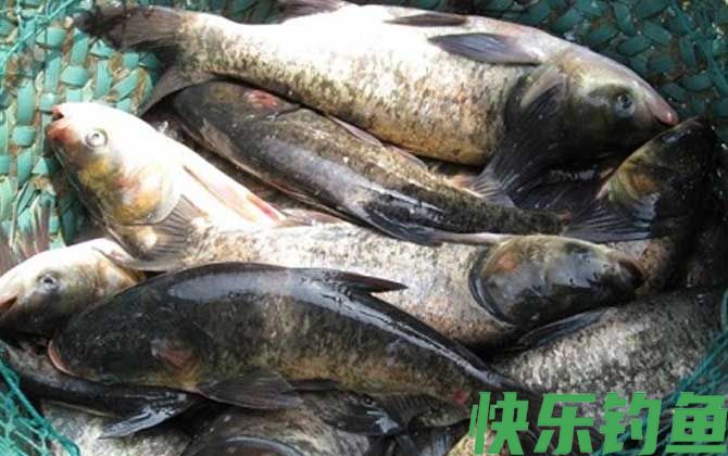 鲢鳙什么季节最好钓？(图3)
