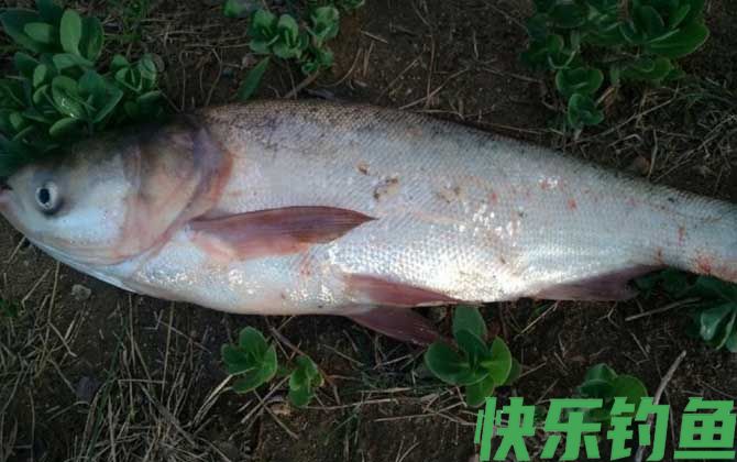 鲢鳙什么时间开口最好？(图1)