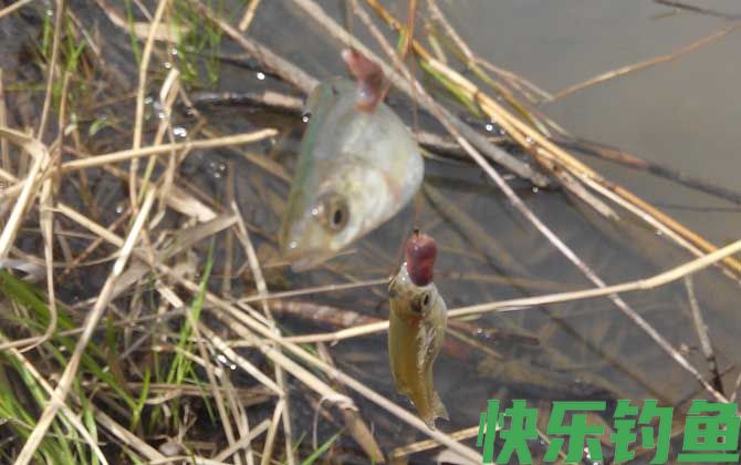 钓白条鱼最佳水深是多少？(图2)