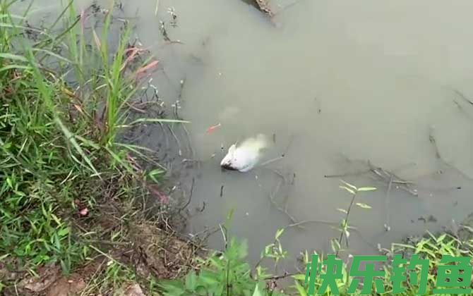 夜钓罗非鱼钓近还是钓远？(图2)