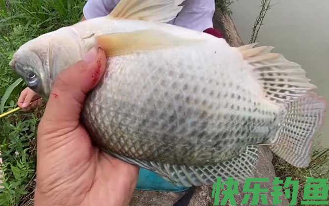 夜钓罗非鱼钓近还是钓远？(图3)