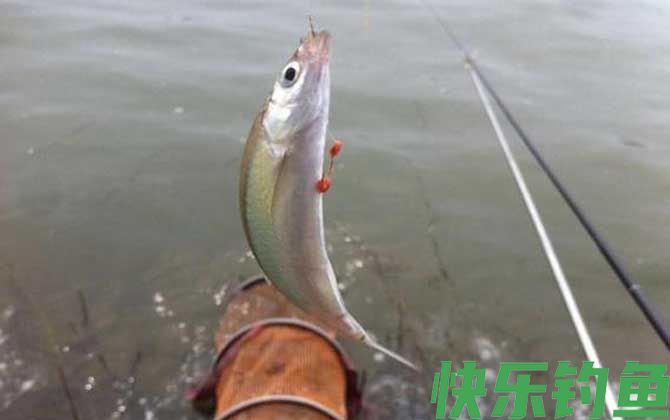 白条鱼钓底还是钓浮？(图2)