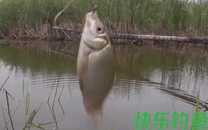 早春阴天好钓鱼吗？(图2)