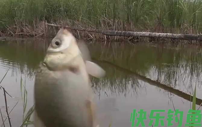 早春阴天好钓鱼吗？(图4)