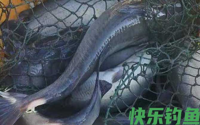 叉尾鱼怎么钓才容易上钩？(图2)