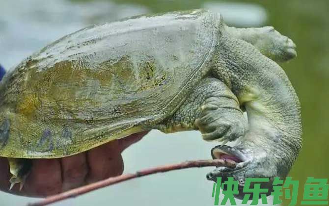 钓甲鱼口诀及注意事项(图3)