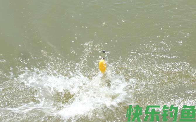 钓甲鱼口诀及注意事项(图2)